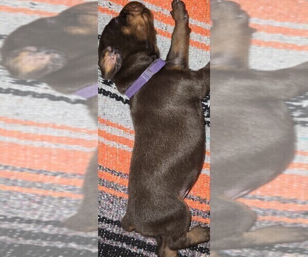 Medium Photo #9 Doberman Pinscher Puppy For Sale in WHEELING, IL, USA