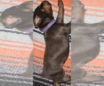 Small #3 Doberman Pinscher