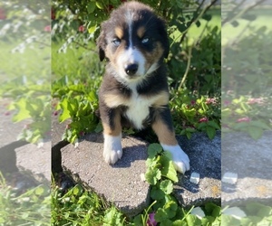 Australian Shepherd Puppy for sale in BEECH GROVE, IN, USA