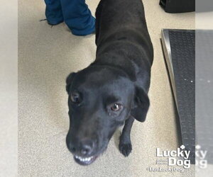 Rizzoli - Female Labrador Retriever-Unknown Mix Dog for Adoption - Photo #2