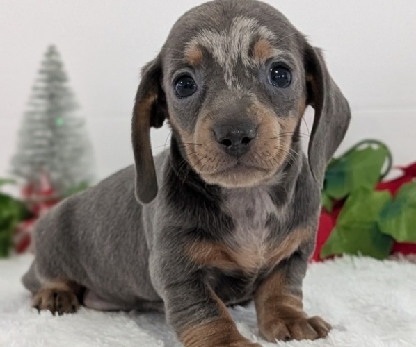Medium Photo #26 Dachshund Puppy For Sale in GOSHEN, IN, USA