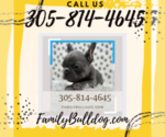 Small Photo #1 French Bulldog Puppy For Sale in SOUTHAMPTON, NY, USA