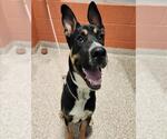 Small German Shepherd Dog Mix