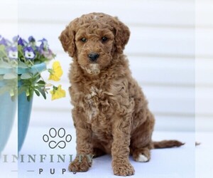 Goldendoodle (Miniature) Puppy for sale in RONKS, PA, USA