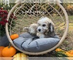 Small Photo #16 Havachon Puppy For Sale in NIANGUA, MO, USA
