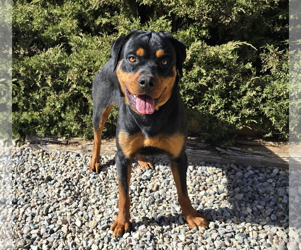 Medium Photo #2 Rottweiler Puppy For Sale in Albuquerque, NM, USA