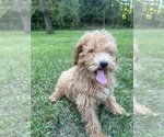 Small #10 Poodle (Miniature)