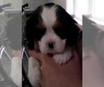 Small Photo #9 Cavalier King Charles Spaniel Puppy For Sale in MILLERSBURG, OH, USA