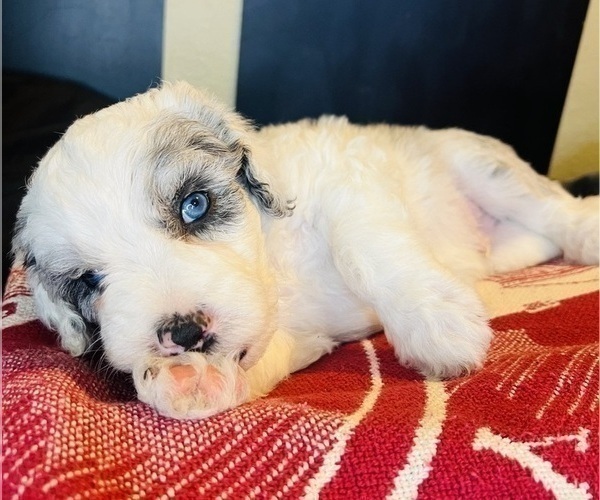 Medium Photo #8 Sheepadoodle Puppy For Sale in HUNTINGTON BEACH, CA, USA