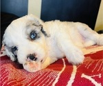 Small #7 Sheepadoodle