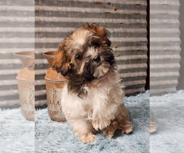 Medium Photo #1 Havapoo Puppy For Sale in CAPAC, MI, USA