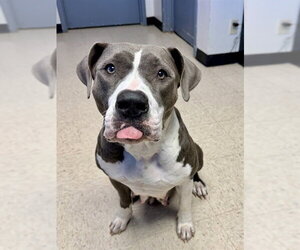 Mutt Dogs for adoption in Olathe, KS, USA