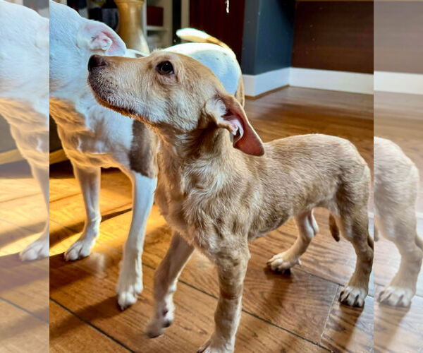 Medium Photo #8 Mutt Puppy For Sale in Germantown, OH, USA