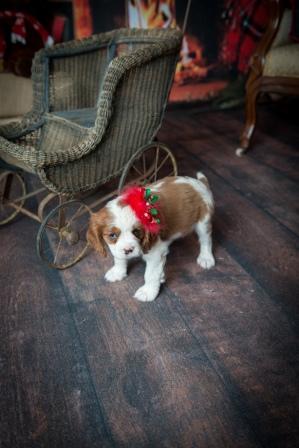 Medium Photo #1 Cavalier King Charles Spaniel Puppy For Sale in BURKE, NY, USA