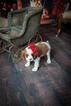 Small Photo #1 Cavalier King Charles Spaniel Puppy For Sale in BURKE, NY, USA