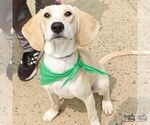 Small #8 Retriever  Mix
