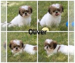 Small #15 Shih Tzu