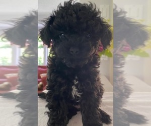 Poodle (Toy) Puppy for sale in Courtenay, British Columbia, Canada