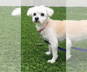 Stevie - Male Mutt Dog for Adoption - Photo #3