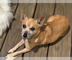 Chihuahua Dogs for adoption in Holly Springs, NC, USA