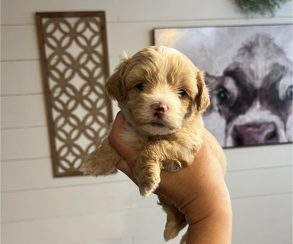 Medium Photo #1 Maltipoo (Miniature) Puppy For Sale in DOUGLAS, GA, USA