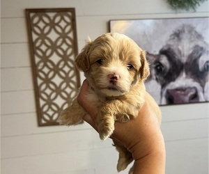 Medium Maltipoo (Miniature)