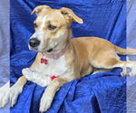 Small #3 Retriever  Mix