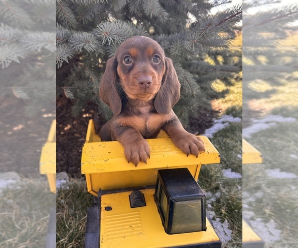 Medium Photo #4 Dachshund Puppy For Sale in MIDDLEBURY, IN, USA