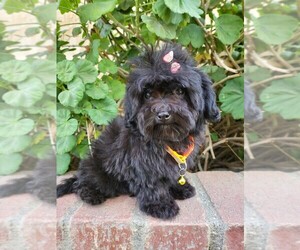 Maltese-Poodle (Toy) Mix Puppy for sale in TEMECULA, CA, USA
