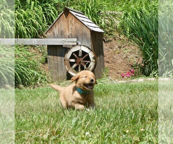 Medium Photo #1 Golden Retriever Puppy For Sale in WOLCOTT, VT, USA