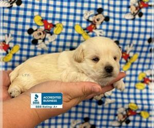 Schnoodle (Miniature) Puppy for sale in WINNSBORO, LA, USA