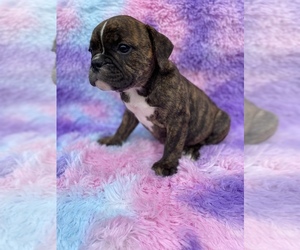 Olde English Bulldogge Puppy for sale in BEECH GROVE, IN, USA