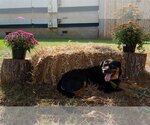 Small Photo #6 Rottweiler Puppy For Sale in Mooresville, NC, USA