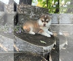 Small #4 Pomsky