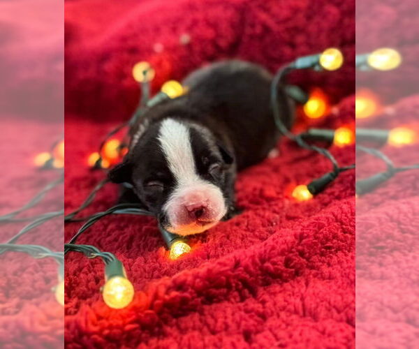 Medium Photo #2 Mutt Puppy For Sale in OKLAHOMA CITY, OK, USA