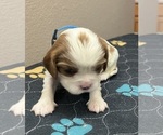 Puppy Bambie Cavalier King Charles Spaniel