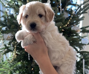 Goldendoodle (Miniature) Puppy for Sale in HUNTINGTON, Indiana USA