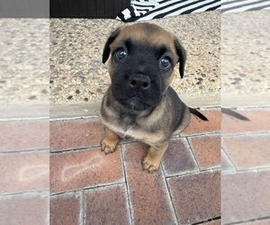 Boxer Dogs for adoption in Austin, TX, USA