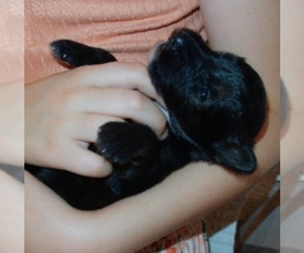 Medium Photo #9 Collie-Poodle (Miniature) Mix Puppy For Sale in PERU, IN, USA
