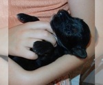 Small Photo #9 Collie-Poodle (Miniature) Mix Puppy For Sale in PERU, IN, USA