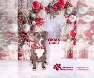 Mutt Dogs for adoption in Riverside, CA, USA