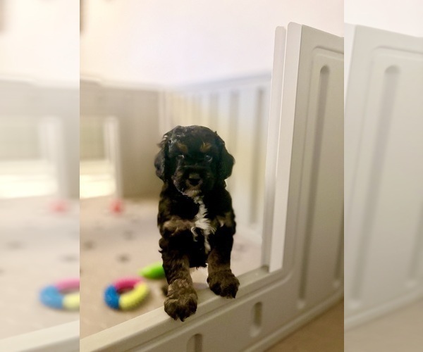 Medium Photo #3 Goldendoodle (Miniature) Puppy For Sale in CAPE CORAL, FL, USA