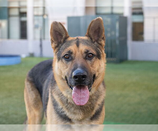 Medium Photo #1 German Shepherd Dog-Unknown Mix Puppy For Sale in Pasadena, CA, USA