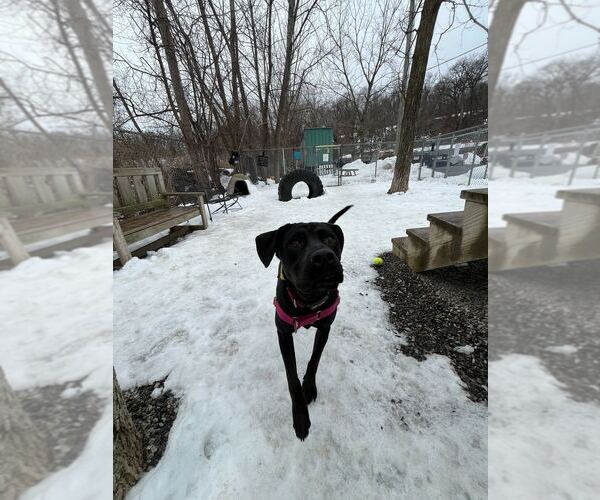 Medium Photo #9 Mutt Puppy For Sale in Elmsford, NY, USA