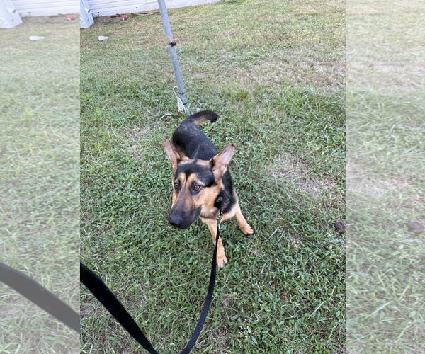 Medium Photo #1 German Shepherd Dog Puppy For Sale in Plantation, FL, USA