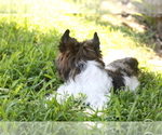 Small Photo #12 Yorkshire Terrier Puppy For Sale in HOLLYWOOD, FL, USA