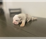 Small Photo #19 English Bulldog Puppy For Sale in PORT SAINT LUCIE, FL, USA