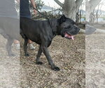 Small #3 Mastiff