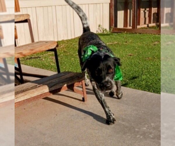 Medium Photo #3 Mutt Puppy For Sale in Vail, AZ, USA