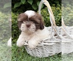 Small #3 Shih Tzu